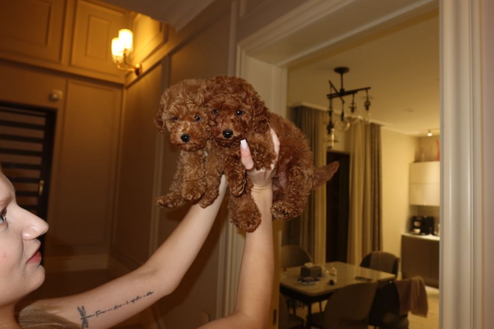 щенок Той-пуделя, девочка