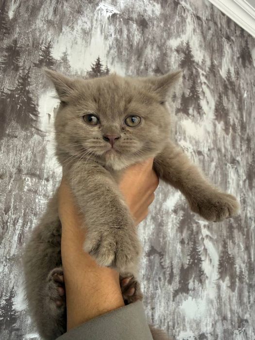 Скотиш фолд британ