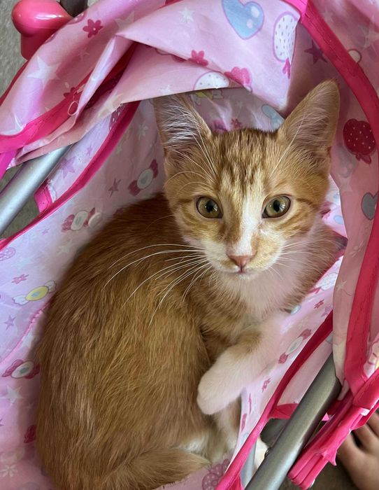 Подарявам малко коте