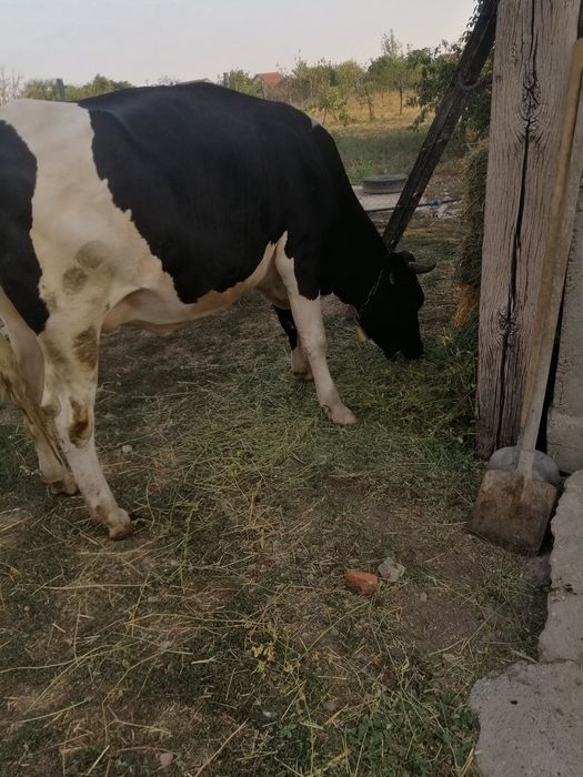 Vaca cu prima fătare