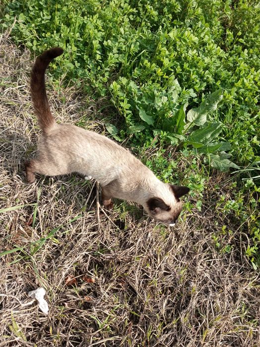 Mushuk momiq кошки