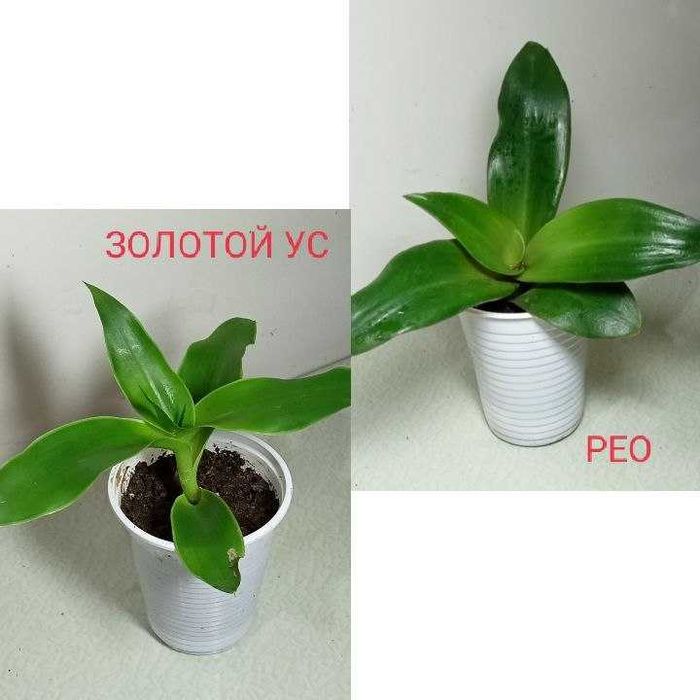 Продам. Укоренённые отростки.  Рео, Золотой ус.