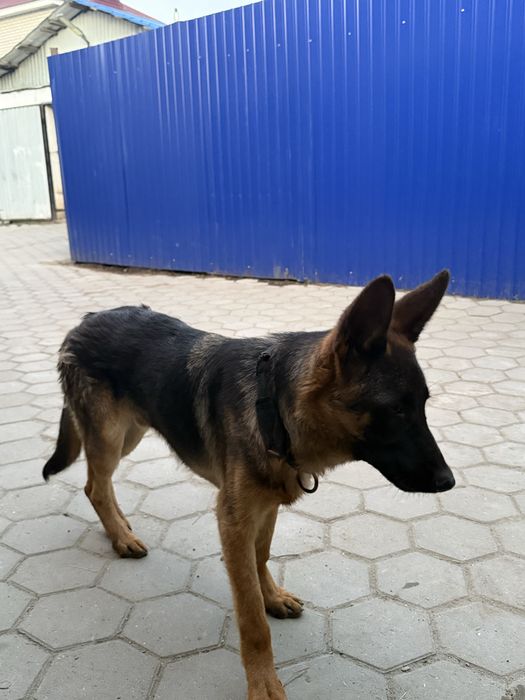 Продам Немецкую овчарку щенка