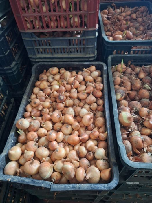 Ceapa de stufat stutgard