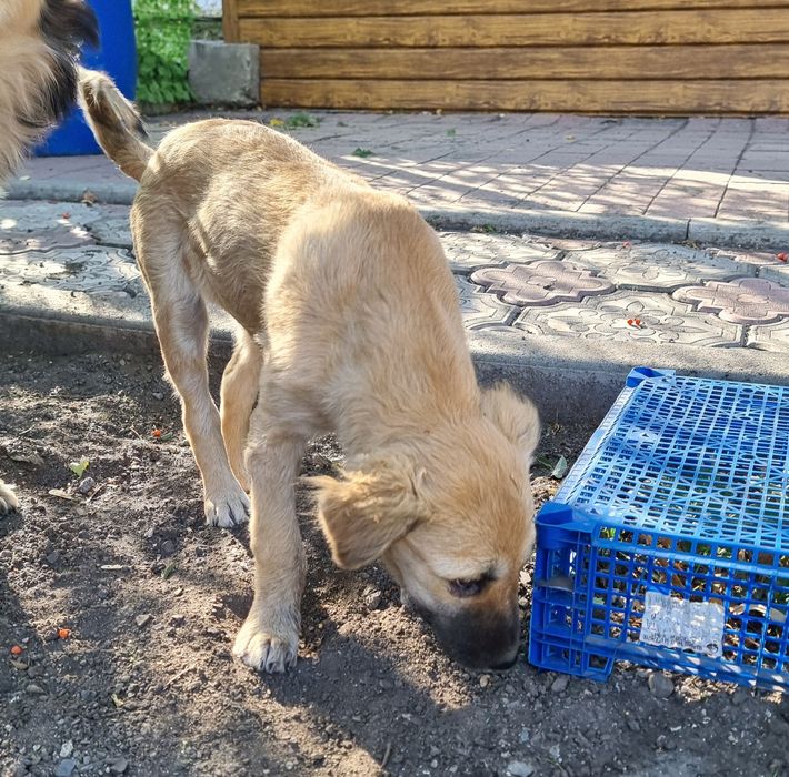 Щенок в ответственные руки