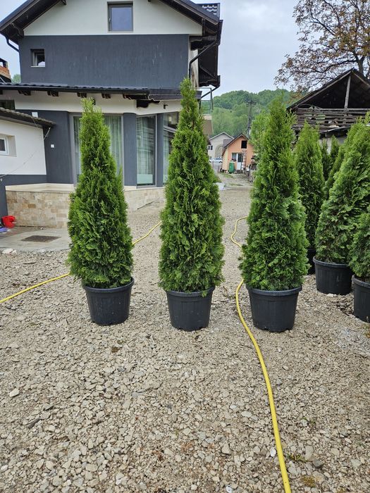 Tuia smaragd de mai multe dimensiuni