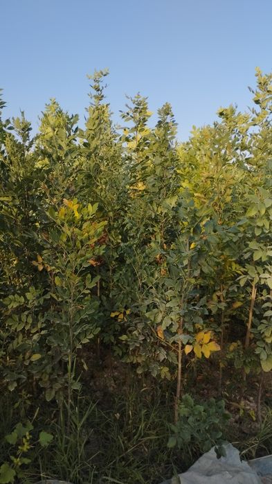 Саженцы все виды