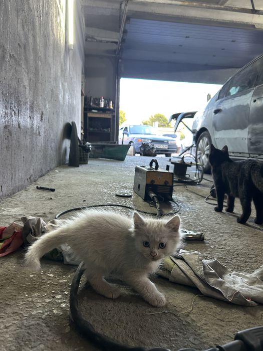 Отдаю котят в добрые руки