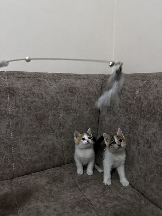 Котята Отдам за даром 2 месяца