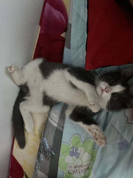 Кошка мысық моти