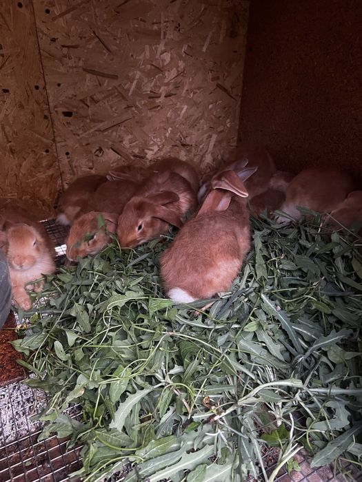 Продаются бургундские кролики