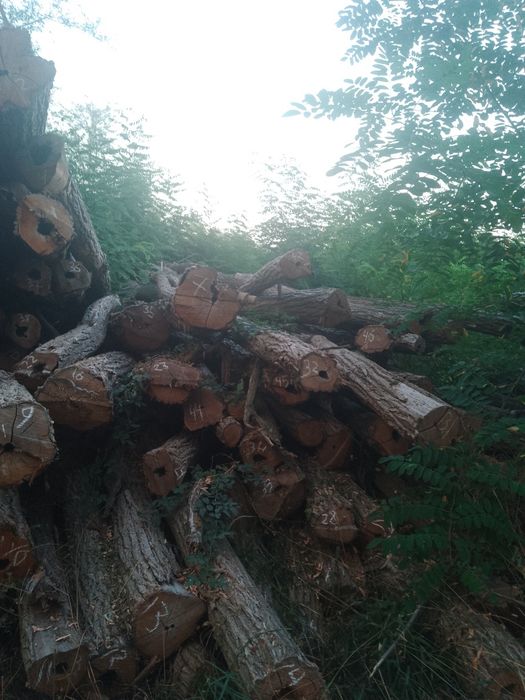 Vând lemne de foc salcam