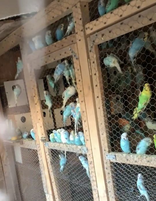 Vand perusi buc/ pereche/ en gros