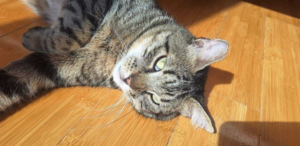 Тиги, 3-годишно коте-терапевт, търси дом!