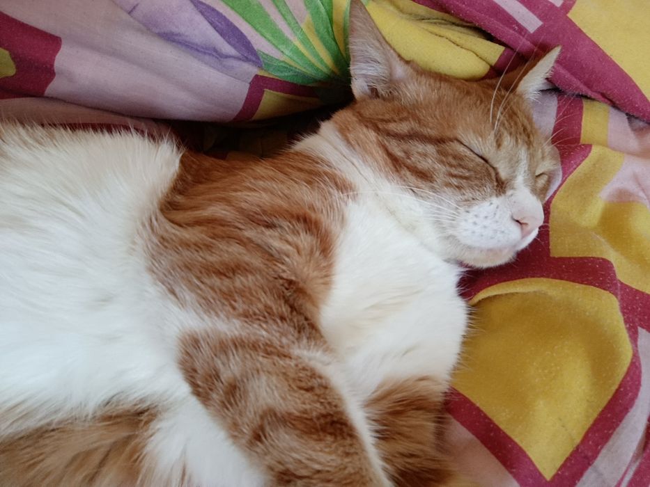 Отдаю рыжего кота