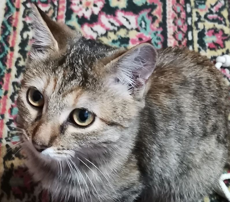Котенок в добрые руки