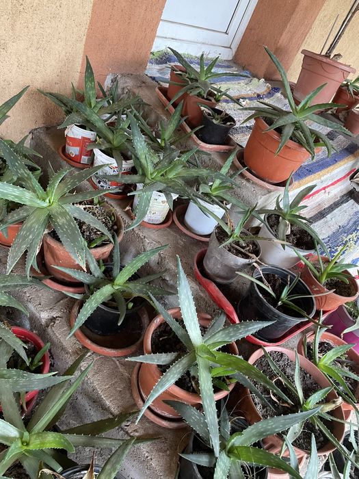 Plante Aloe Vera de diferite dimensiuni