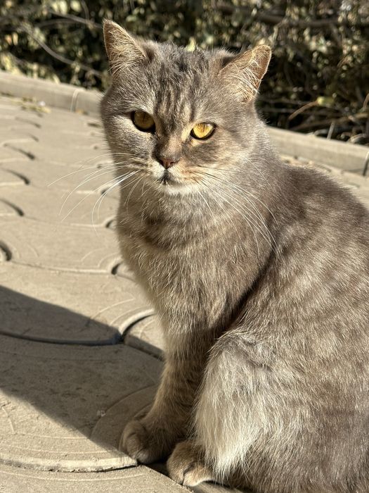 Кошечка в добрые руки