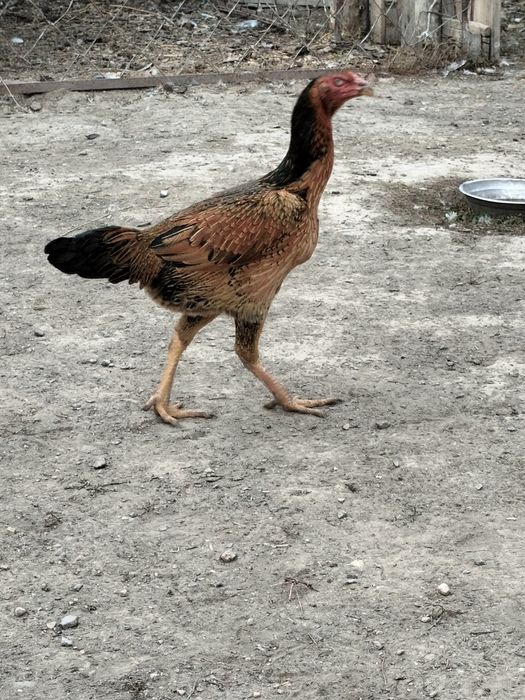 Дакан тауык Кораз