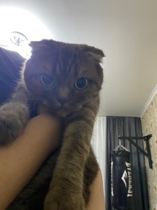Отдам срочно кошку