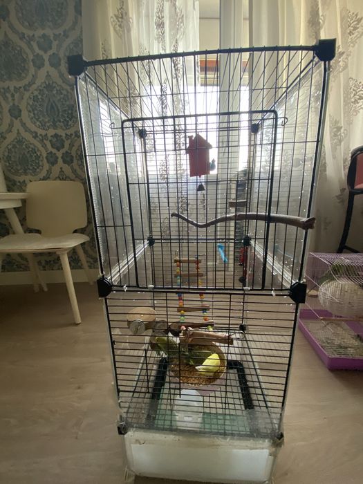 Попугай с клеткой и без клетки