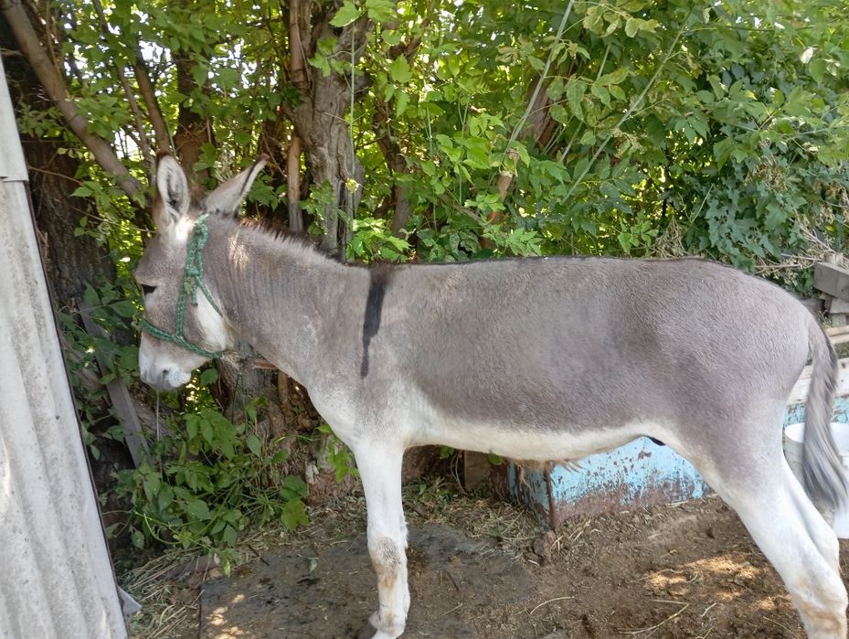 Продам гель для роста бороды