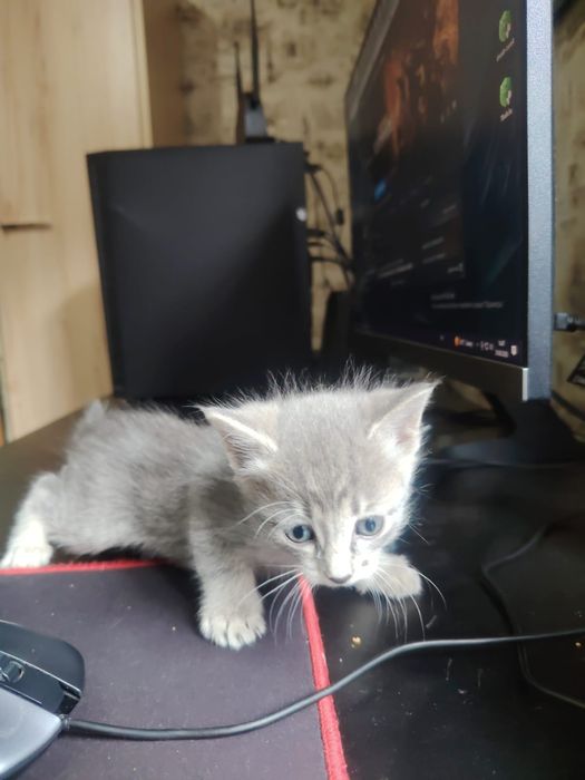 Отдам котят в добрые руки