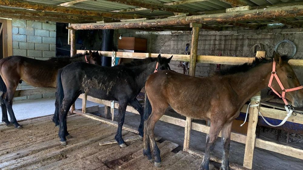 Тайлар   жеребцы