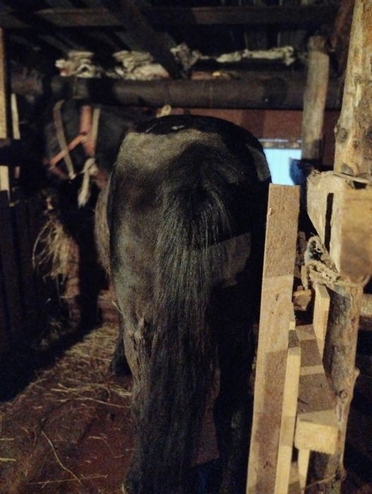 Бие сатылады откорм