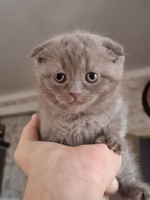 Британская светло-серая кошка девочка