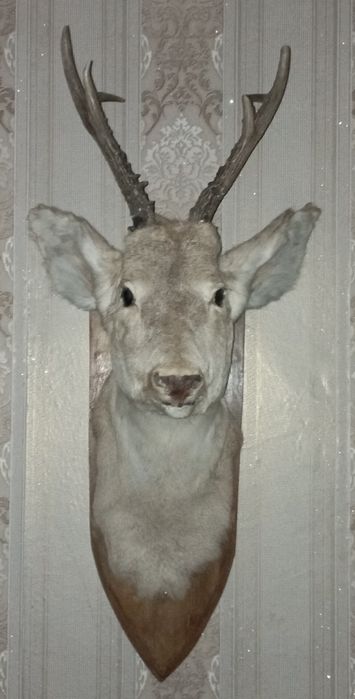 Чучело головы косули