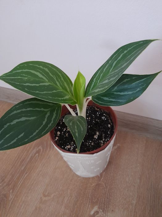 Растение аглаонема