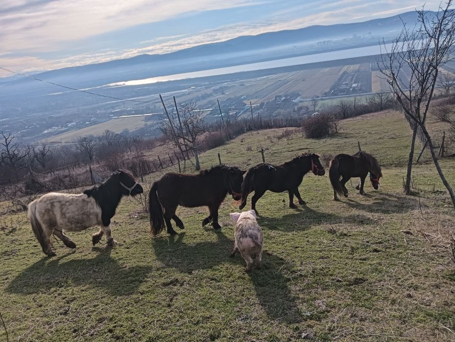 Ponei,3 femele și 1 mascul