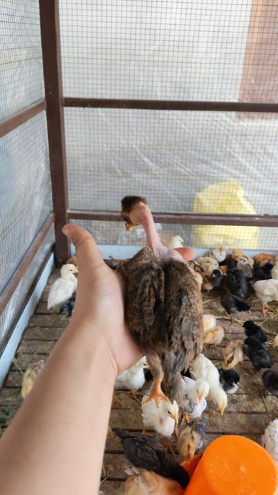 Madakaskar jujalari sotuvda