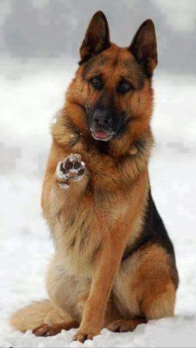 Передержка и выгул собак (кошек )