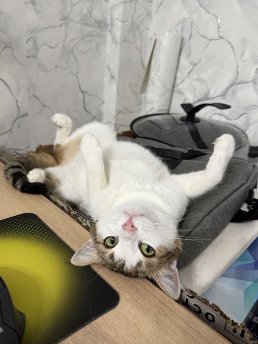 Ищем кота для вязки