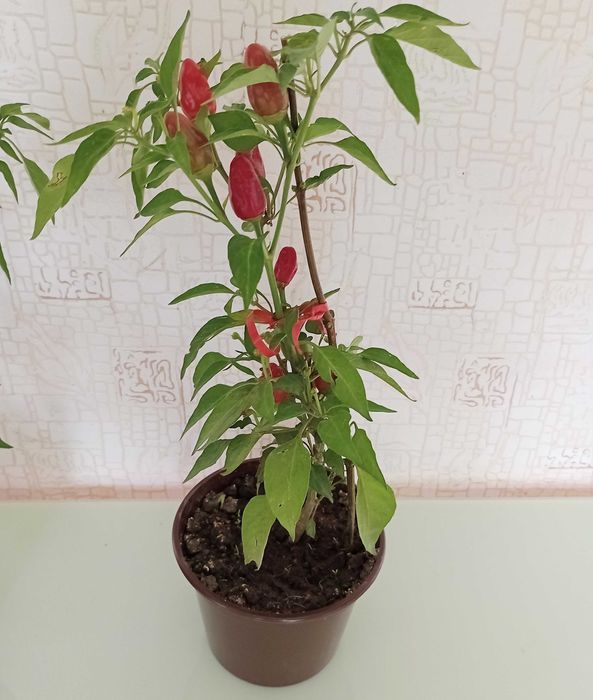 Перец в горшках.