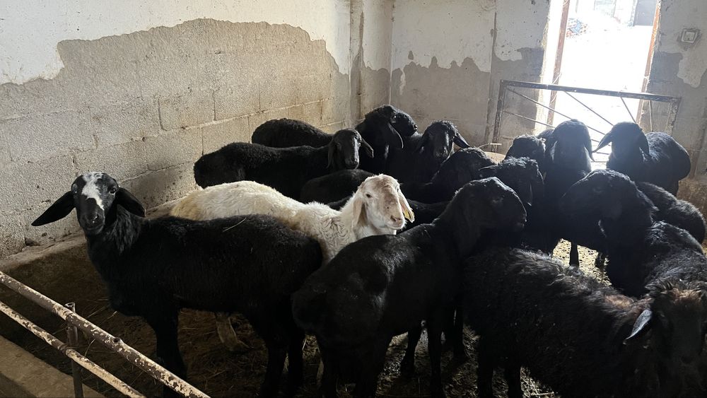 Токты кошкарлар семиз