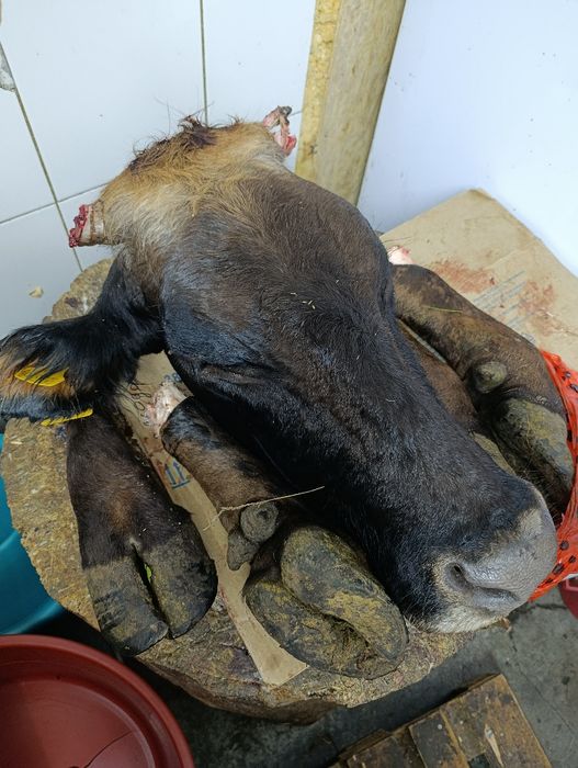 Продам Сбоя,Мясо