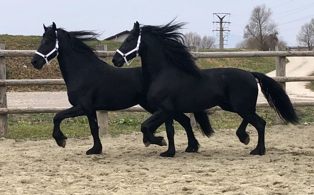 TOP Friesian armăsari Friesieni