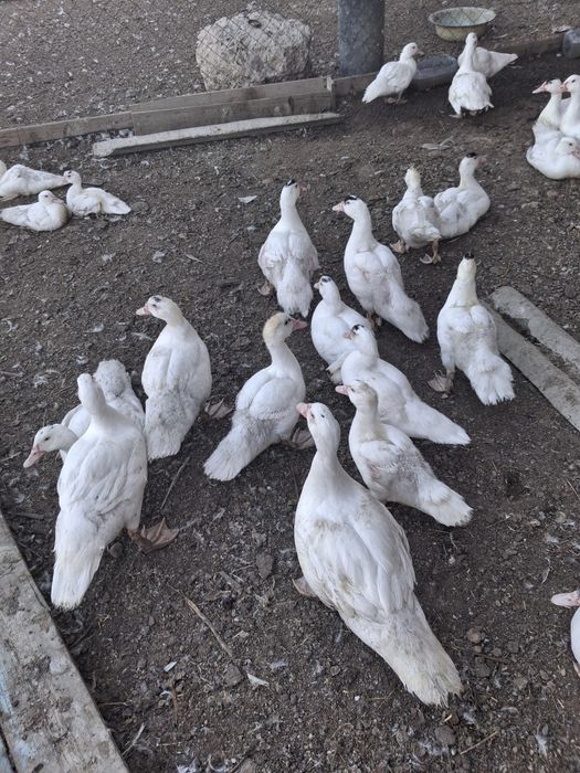 Шипуны,утки продам