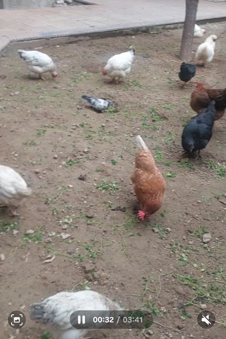 Товуқлар сотилади, Зангиота райцентрда 100минг дан 250мингача