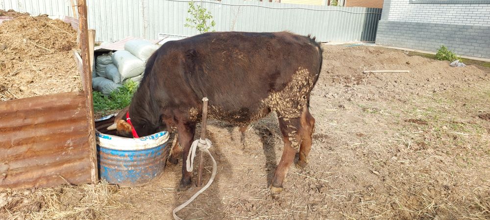 Алатауский бычок 11 месяц