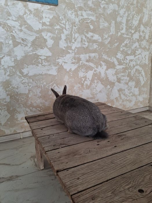 Продам Кролика.Самка 4.5 месяца.