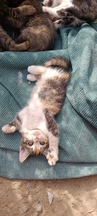 Отдам в добрые руки