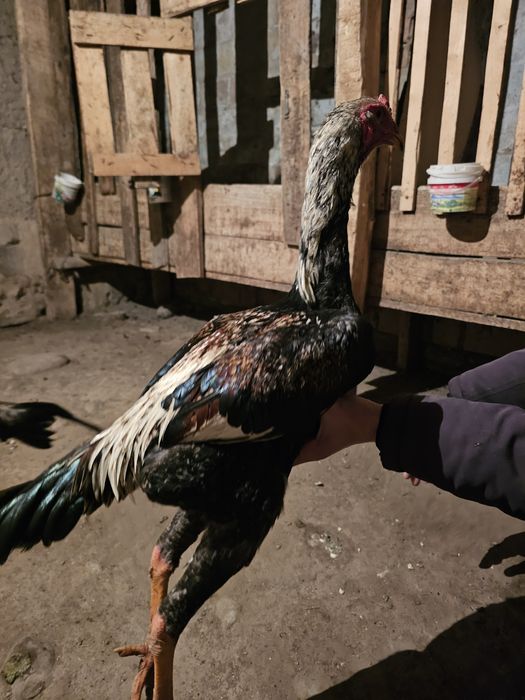 Продаю Бойцовыж Жужя