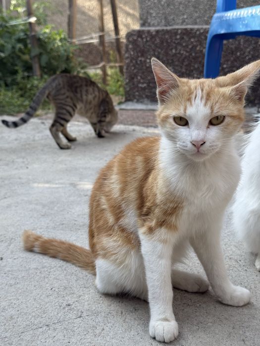 Отдадим котят мальчиков бесплатно