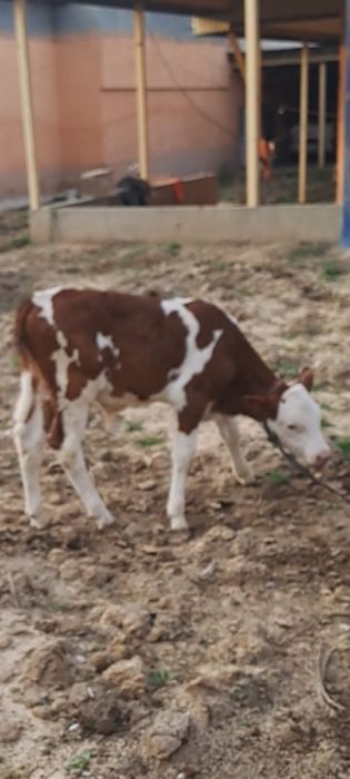 Корова с теленком. Продам