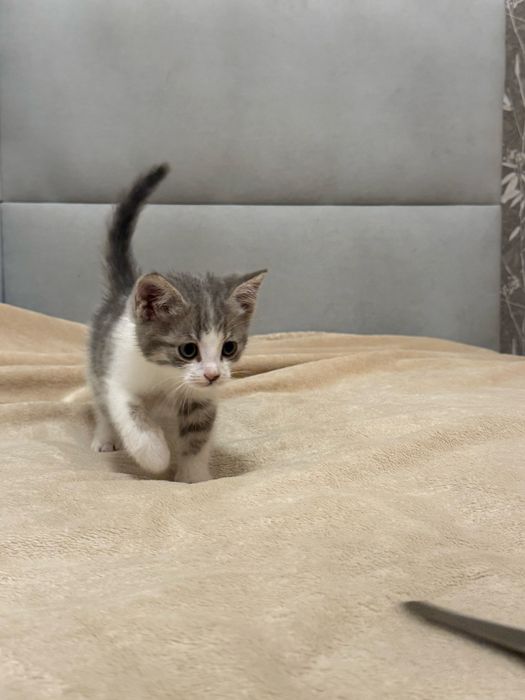 Отдам котенка в хорошие руки
