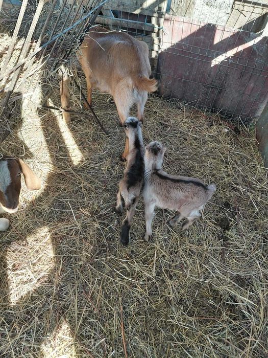 Vând capre tinere cu iezi